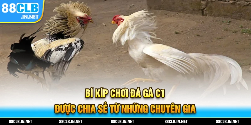 Đá Gà C1 - Thăng Hoa Cùng Những Trận Đối Đầu Đặc Sắc 3 Bí kíp chơi đá gà C1 được chia sẻ từ những chuyên gia