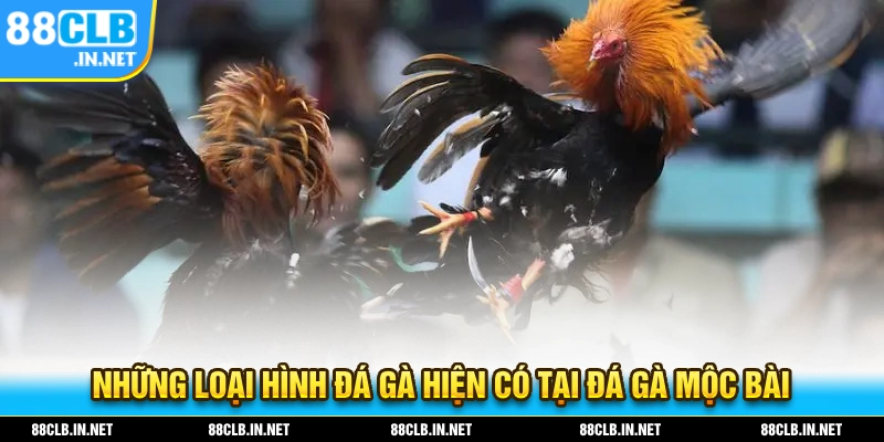 Đá Gà Mộc Bài – Bộ Môn Giải Trí Sôi Động Nhất Trong Năm 2025 2 Những loại hình đá gà hiện có tại hình thức đá gà mộc bài