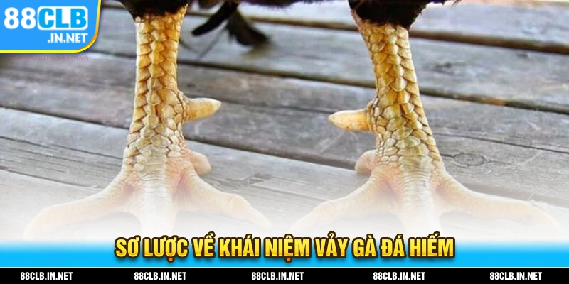 Vảy Gà Đá Hiếm - Cập Nhật Những Thông Tin Hot Nhất 2025 1 Sơ lược về khái niệm về những loại vảy gà đá hiếm