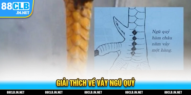 Vảy Gà Đá Hiếm - Cập Nhật Những Thông Tin Hot Nhất 2025 2 Đặc điểm của loại vảy ngũ quỷ là gì?